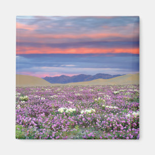 Sand Verbena & Dune Primrose Wildflowers at Sunset Magnet