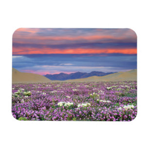 Sand Verbena & Dune Primrose Wildflowers at Sunset Magnet