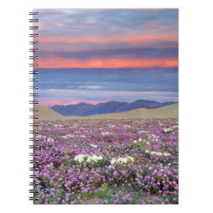 Sand Verbena & Dune Primrose Wildflowers at Sunset Notebook