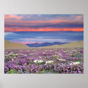 Sand Verbena & Dune Primrose Wildflowers at Sunset Poster