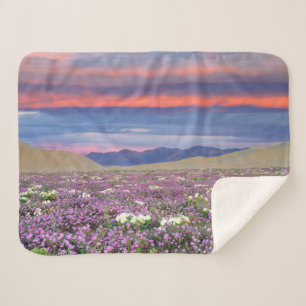 Sand Verbena & Dune Primrose Wildflowers at Sunset Sherpa Blanket