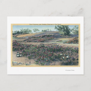 Sand Verbenas and Desert Evening Primroses Postcard