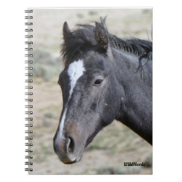 Sand Wash Basin's Poseidon Notebook