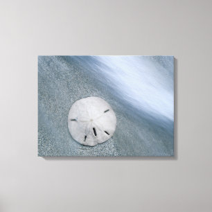 Sanddollar on Beach   Sanibel Island, Florida Canvas Print