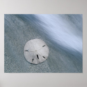 Sanddollar on Beach Sanibel Island, Florida Poster