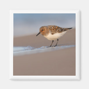 Sanderling 2x2 magnet