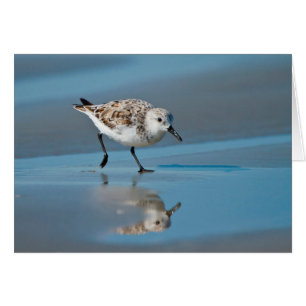 Sanderling (Calidris Albe) Feeding On Wet Beach