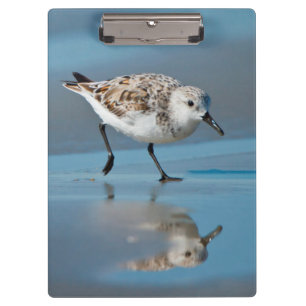 Sanderling (Calidris Albe) Feeding On Wet Beach Clipboard