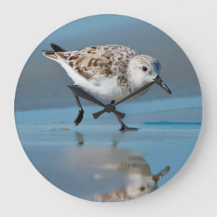 Sanderling (Calidris Albe) Feeding On Wet Beach Large Clock