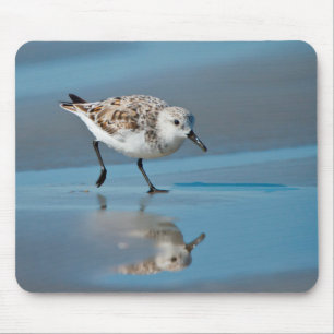 Sanderling (Calidris Albe) Feeding On Wet Beach Mouse Mat