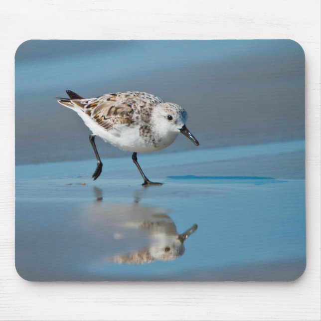 Sanderling (Calidris Albe) Feeding On Wet Beach Mouse Mat (Front)