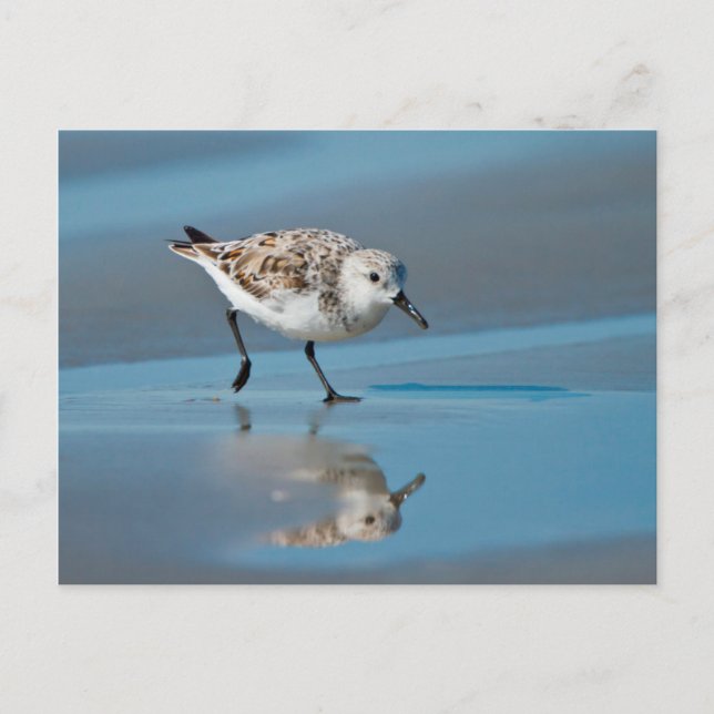 Sanderling (Calidris Albe) Feeding On Wet Beach Postcard (Front)