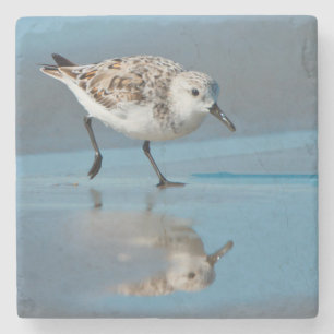 Sanderling (Calidris Albe) Feeding On Wet Beach Stone Coaster