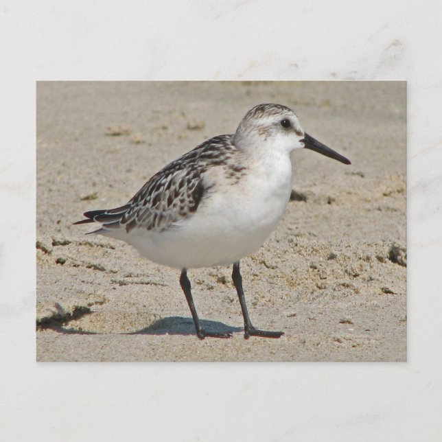 Sanderling Postcard (Front)