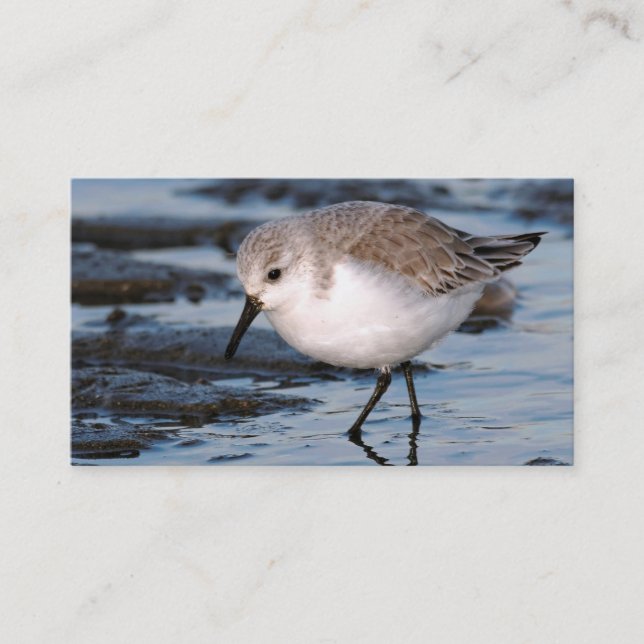Sanderling Strolling on a Winter Beach Business Card (Front)