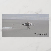 Sanderling, Thank you !