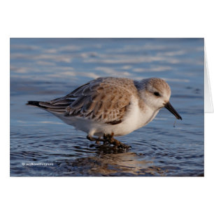 Sanderling Wades Through Wintry Waters