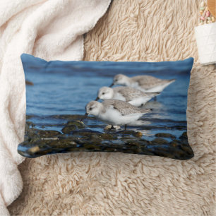 Sanderlings Feasting in Staggered Synchronicity Lumbar Cushion