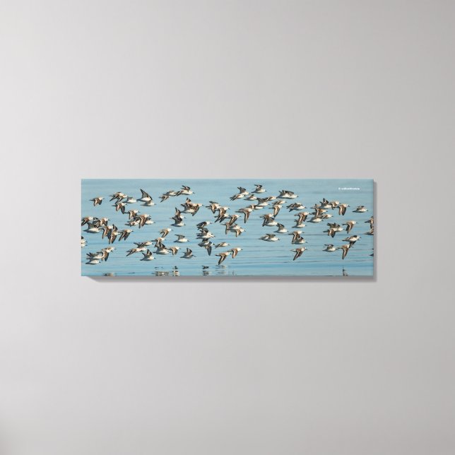 Sanderlings Take Flight in the Winter Skies Canvas Print (Front)