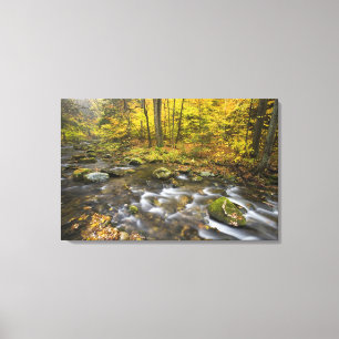 Sanderson Brook.  Chester-Blanford State Forest. Canvas Print