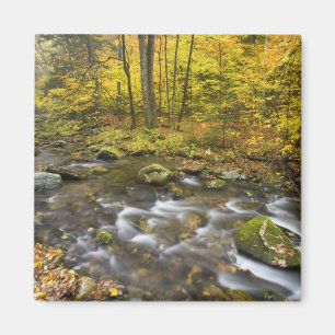 Sanderson Brook.  Chester-Blanford State Forest. Magnet