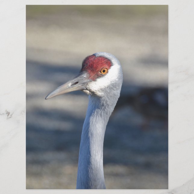 Sandhill Crane (Front)
