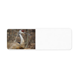 Sandhill Crane address labels