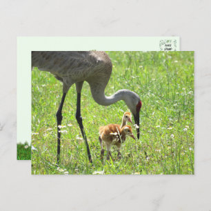 Sandhill Crane and 2 Colts (chick) Postcard