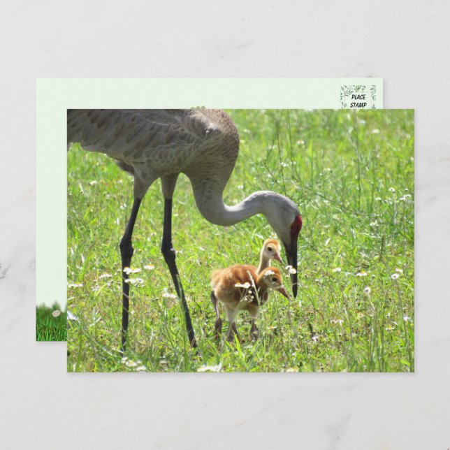 Sandhill Crane and 2 Colts (chick) Postcard (Front/Back)