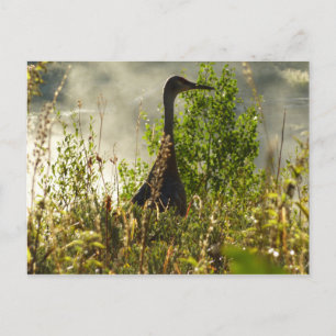 Sandhill Crane at Moose Ponds in Grand Teton Postcard