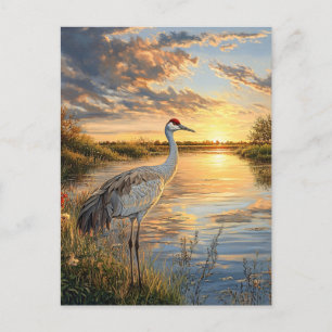 Sandhill Crane at Sunset Postcard