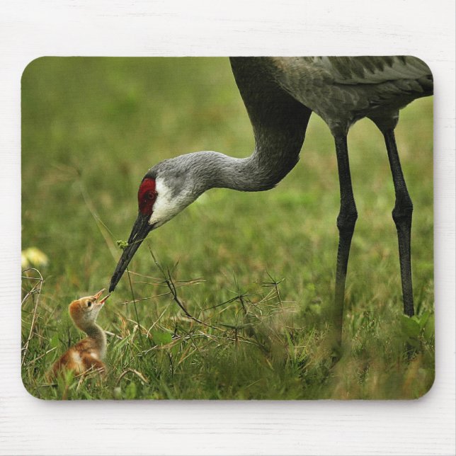 Sandhill Crane & Baby mousepad (Front)