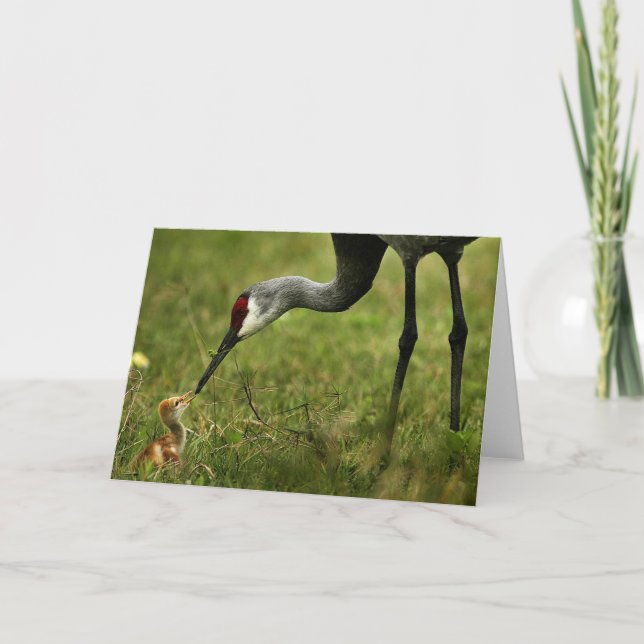 Sandhill Crane & Baby note card (Front)