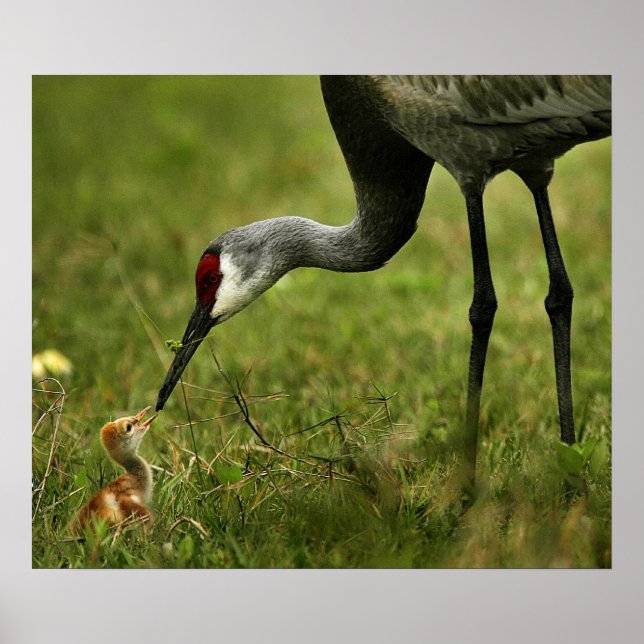 Sandhill Crane & Baby Poster (Front)