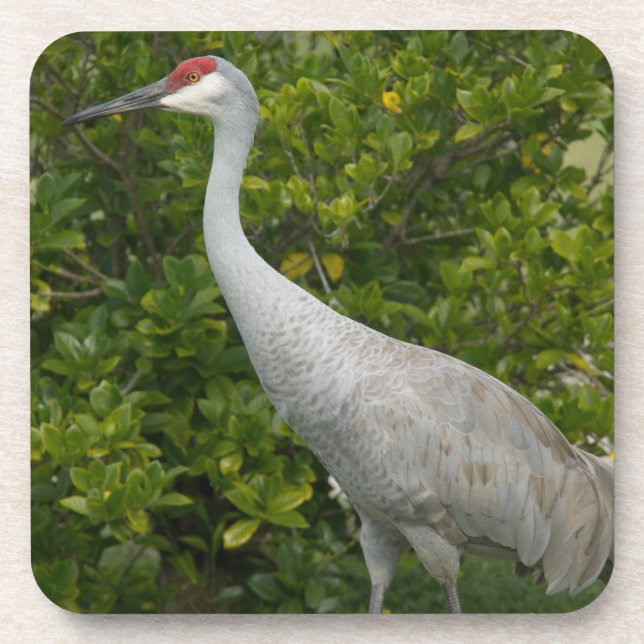 Sandhill Crane Bird Photograph Coaster (Front)