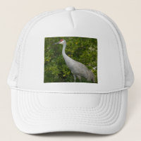 Sandhill Crane Bird Photograph