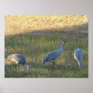 Sandhill Crane Birds Eating Grass Photo Poster