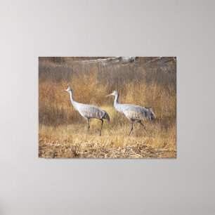 Sandhill Crane Birds Wildlife Animals Photography Canvas Print