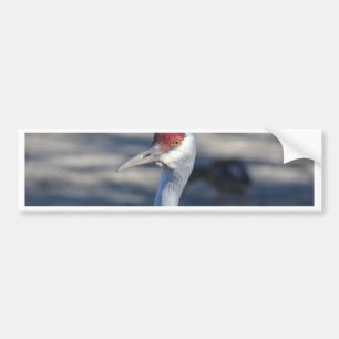 Sandhill Crane Bumper Sticker