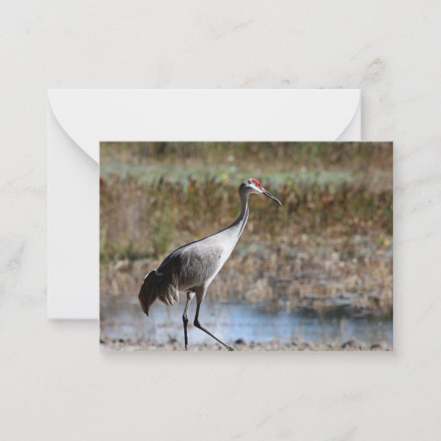 Sandhill Crane Card (Front)