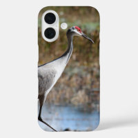 Sandhill Crane