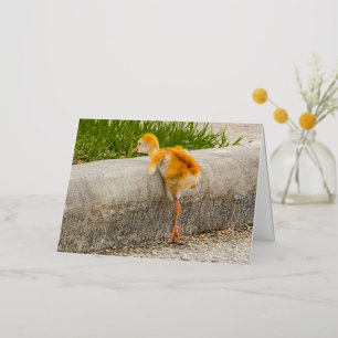 Sandhill crane chick "I Know I can, I know I can" Foil Greeting Card