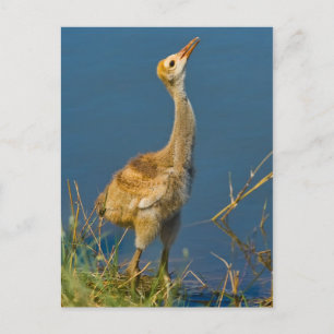 Sandhill Crane Chick  Postcard