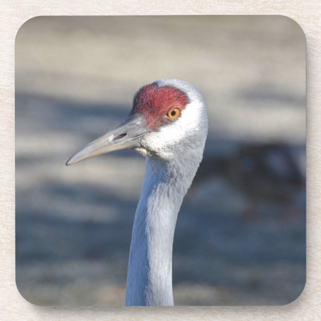 Sandhill Crane Coaster (Front)