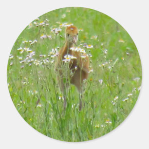 Sandhill Crane Colt (chick) Flat Card Classic Round Sticker