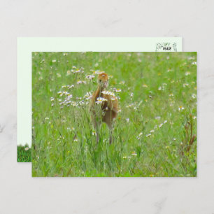 Sandhill Crane Colt (chick) Postcard