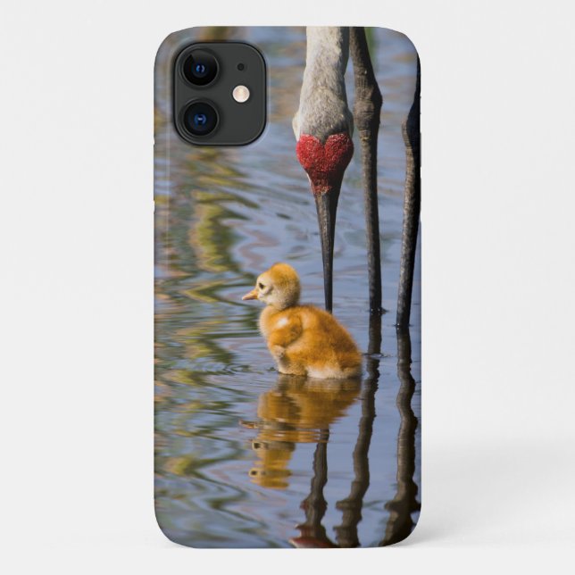 Sandhill crane cute baby bird Case-Mate iPhone case (Back)
