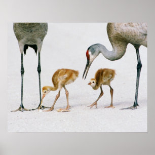 Sandhill Crane Famiy print