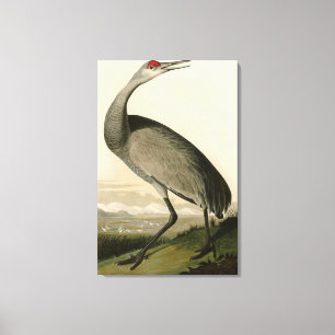 Sandhill Crane from Audubon's Birds of America Canvas Print