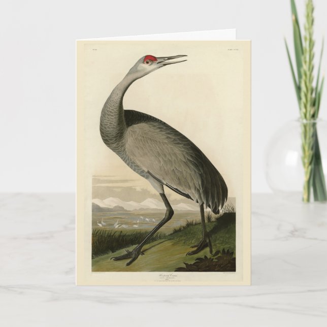 Sandhill Crane from Audubon's Birds of America Card (Front)